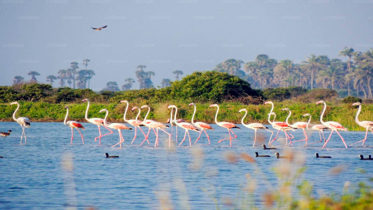 Vogelbeobachtung im Chundikulam-Nationalpark