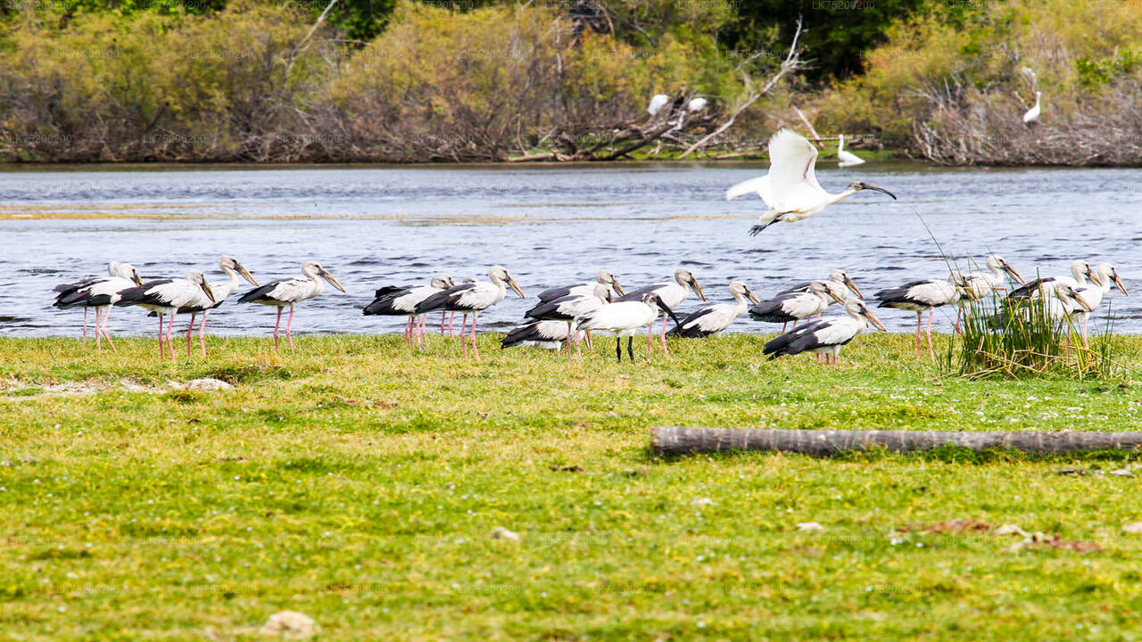 Vogelbeobachtung im Chundikulam-Nationalpark