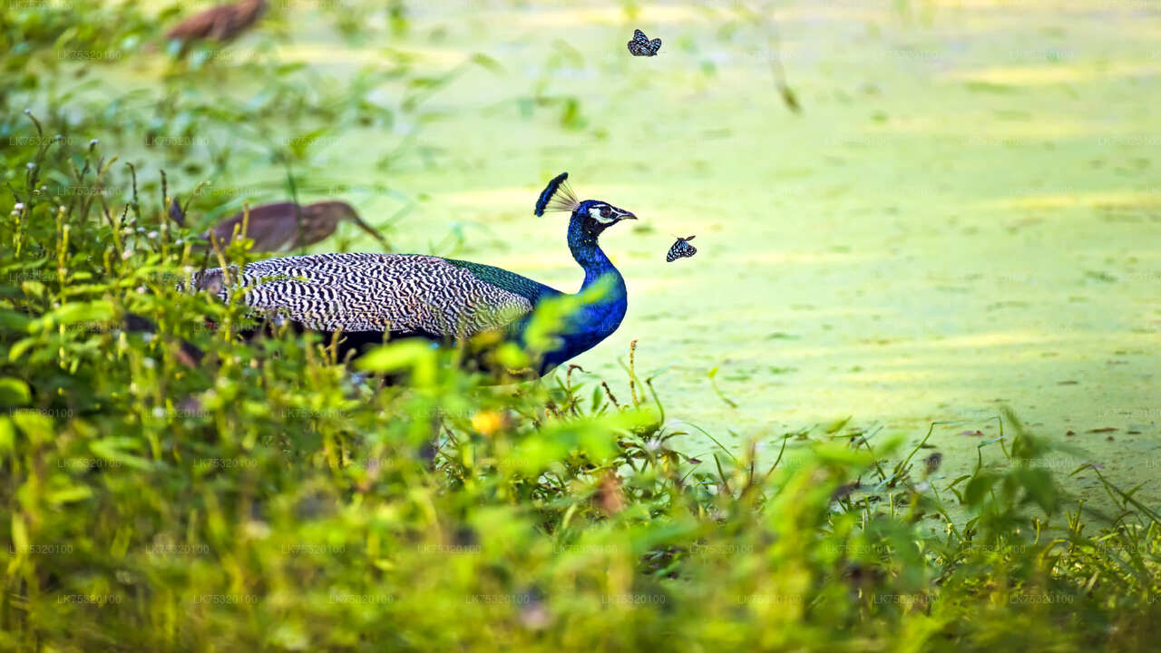 Vogelbeobachtung von Habarana aus