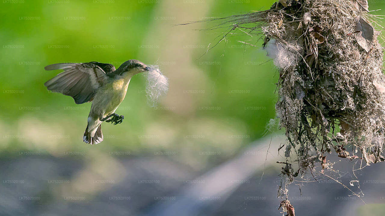 Vogelbeobachtung von Habarana aus