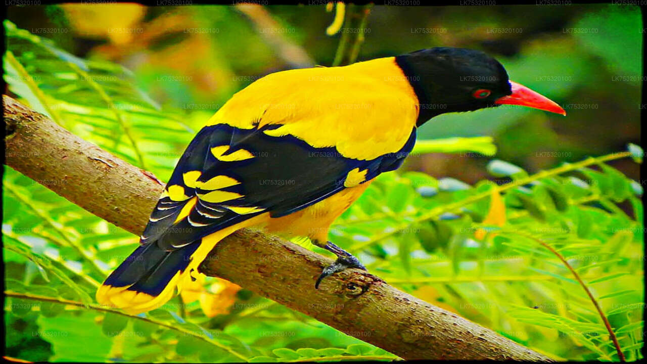 Vogelbeobachtung von Habarana aus