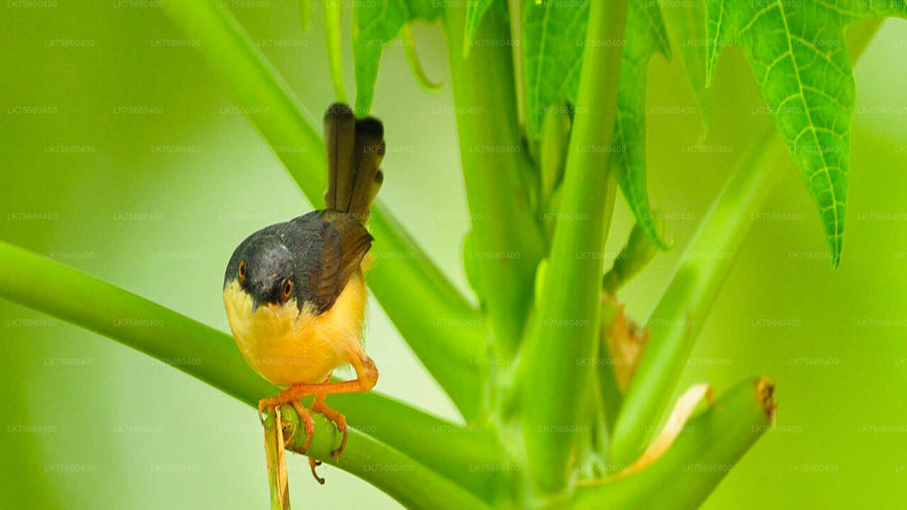 Vogelbeobachtung im Sinharaja-Regenwald vom Mount Lavinia aus