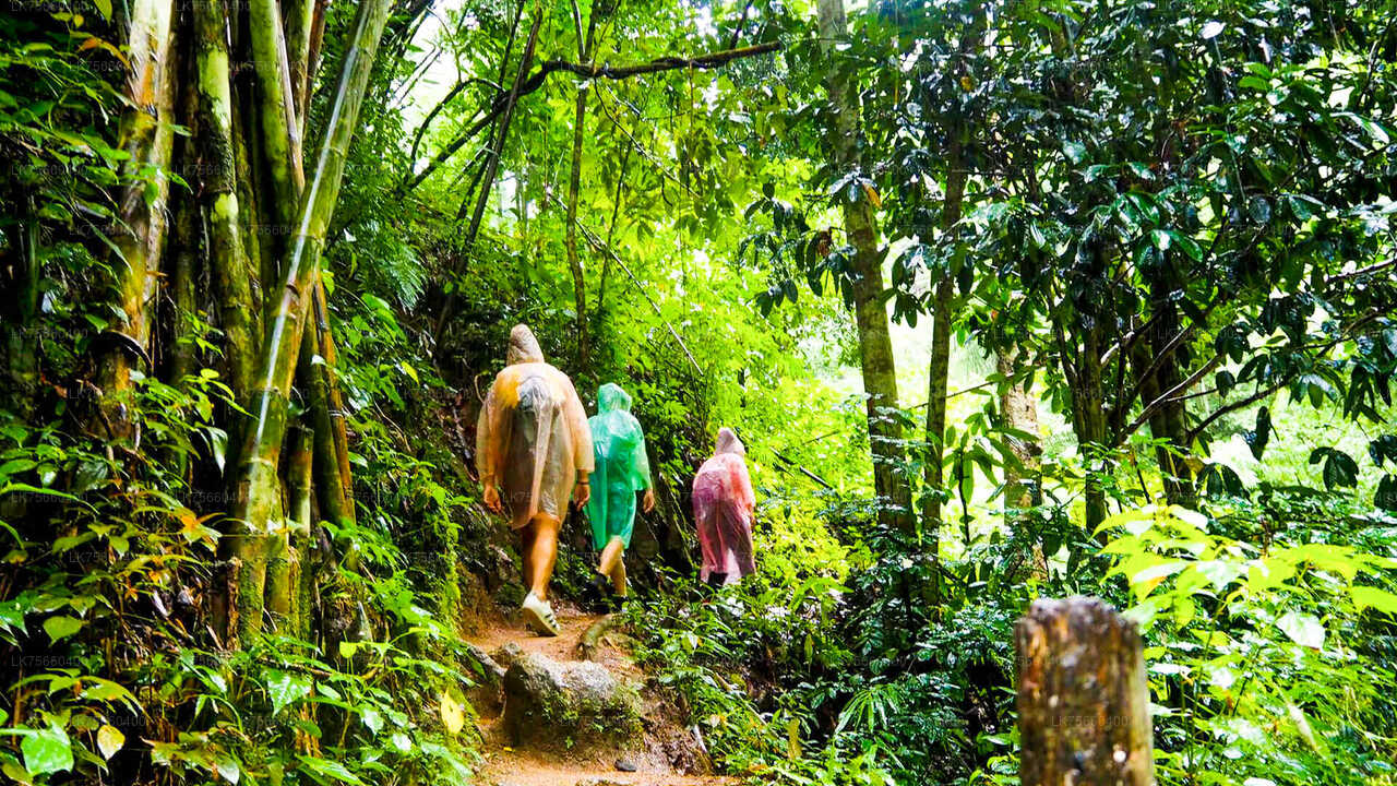 Vogelbeobachtung im Sinharaja-Regenwald vom Mount Lavinia aus