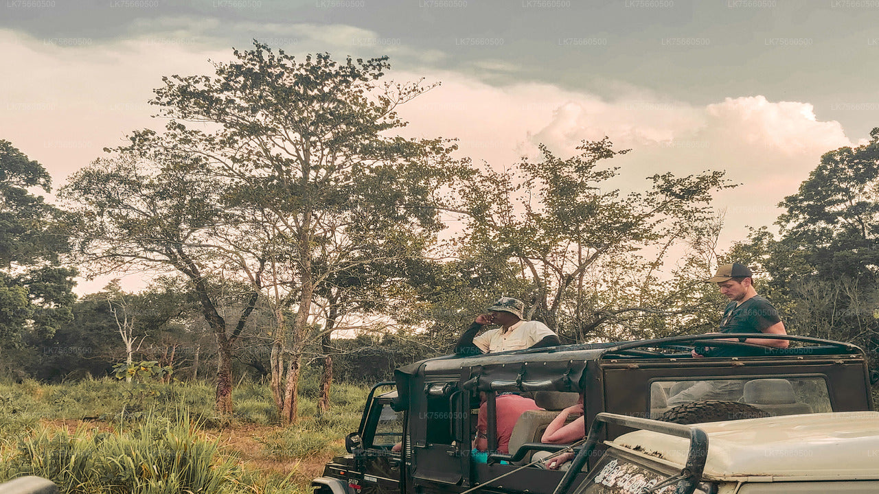 Vogelbeobachtungssafari im Udawalawe-Nationalpark vom Mount Lavinia aus