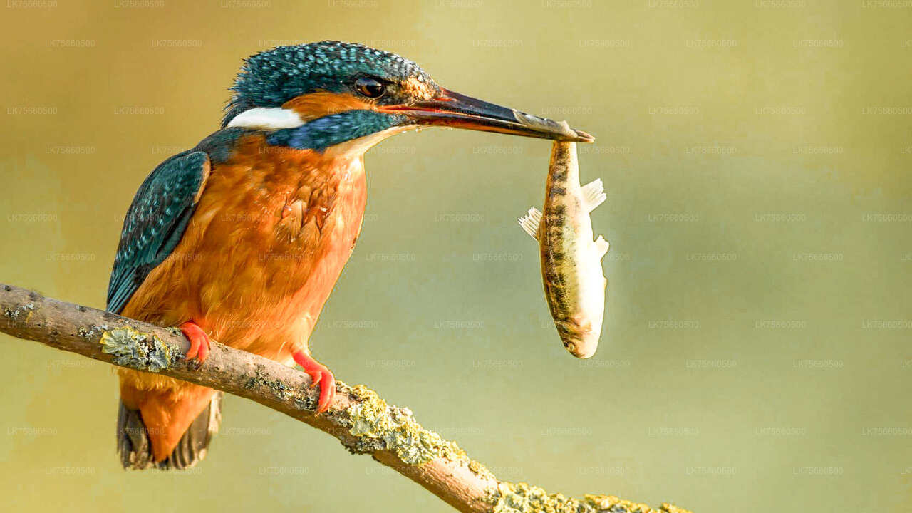 Vogelbeobachtungssafari im Udawalawe-Nationalpark vom Mount Lavinia aus