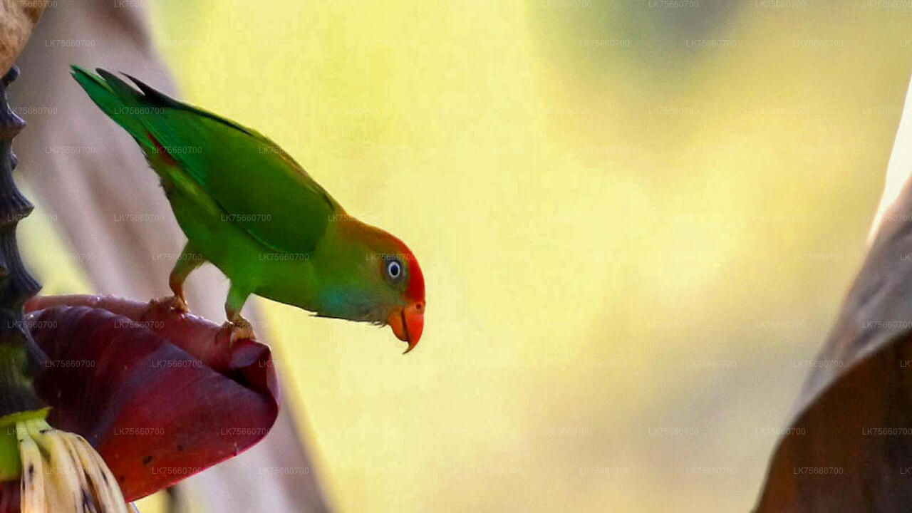 Vogelbeobachtungswanderung im Anawilundawa Sanctuary vom Mount Lavinia aus