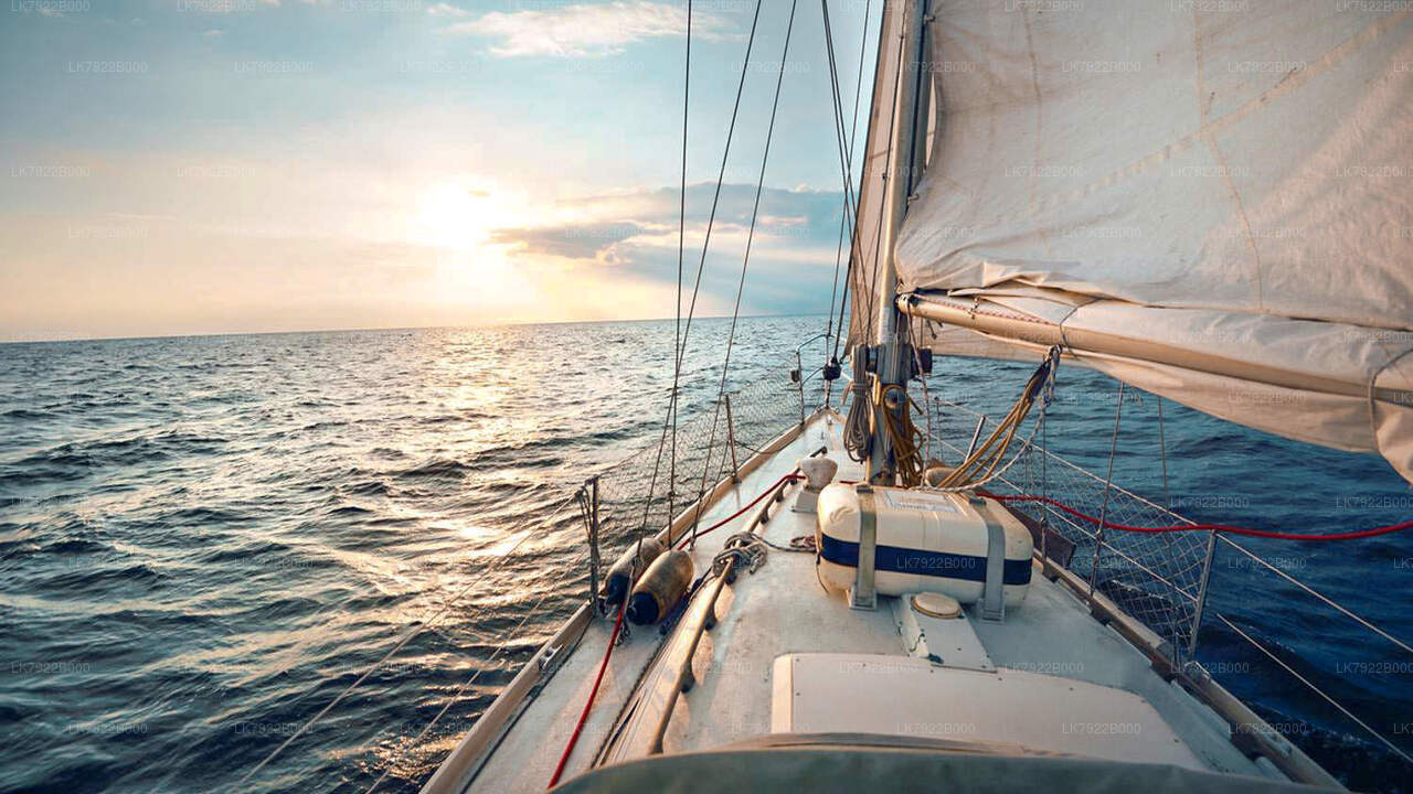 Walbeobachtungs-Yachttour bei Sonnenuntergang ab Trincomalee