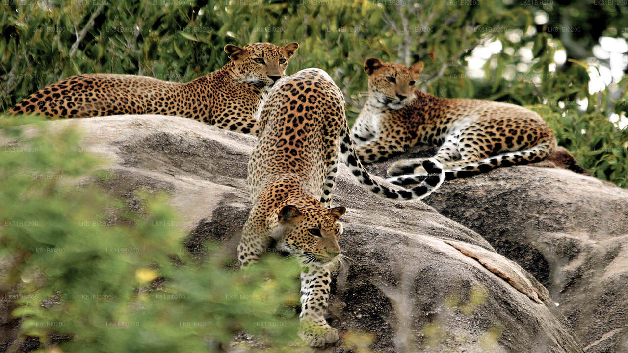 Safari im Yala-Nationalpark ab dem Hafen Hambantota
