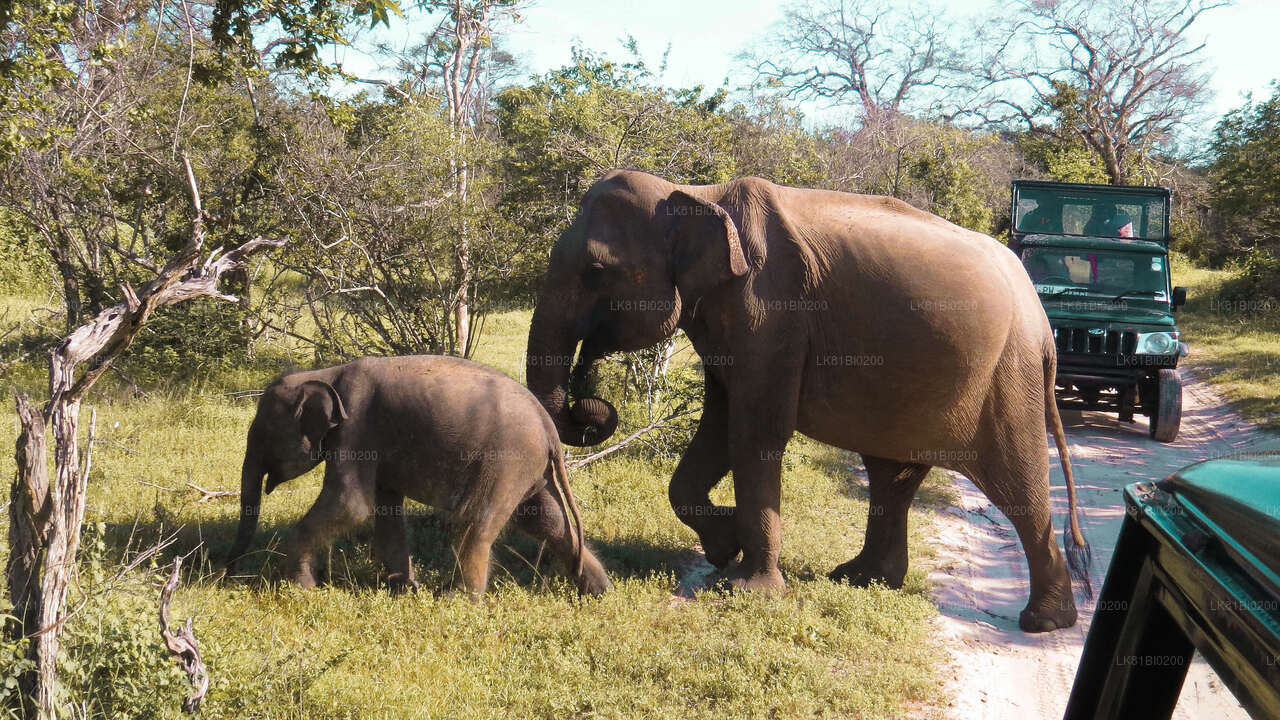 Safari im Yala-Nationalpark ab dem Hafen Hambantota