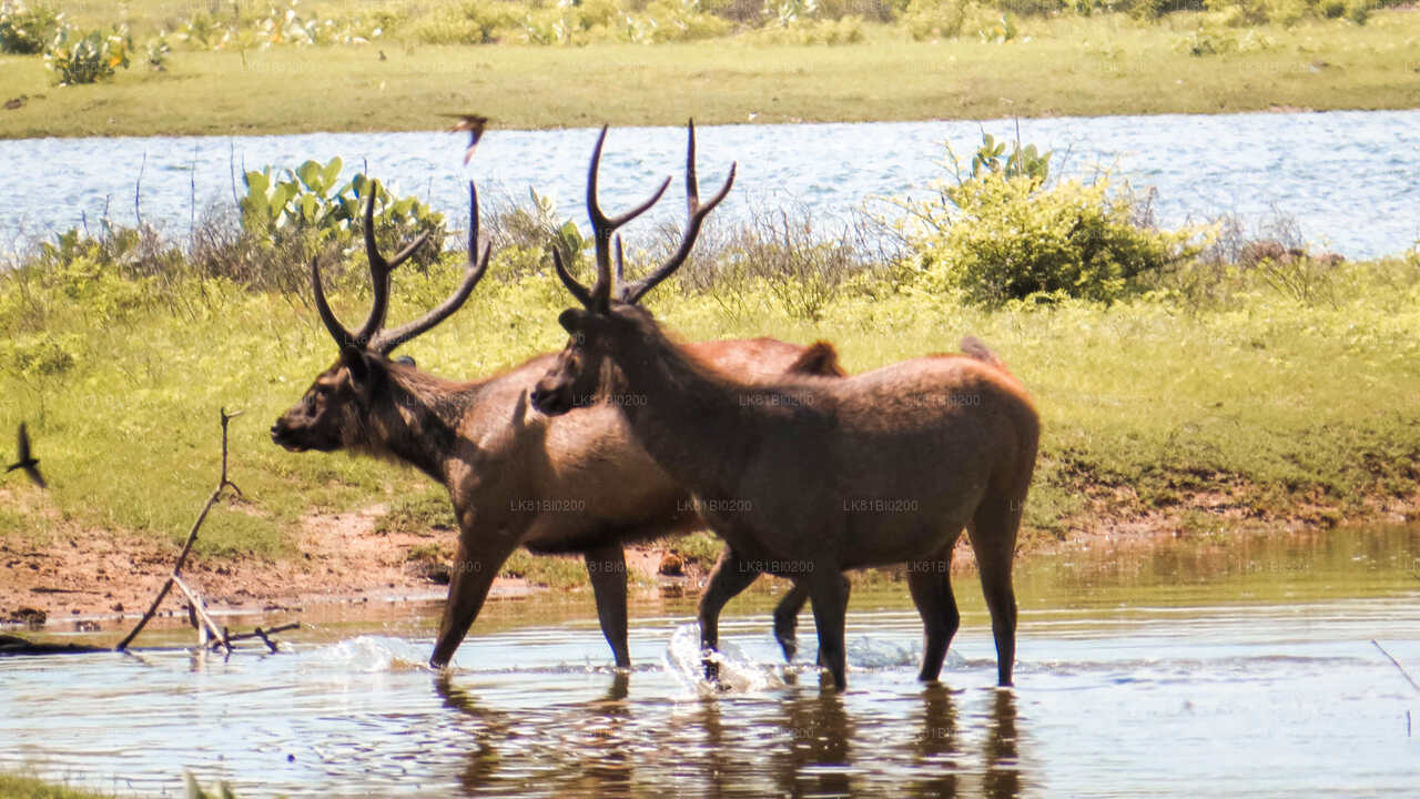 Safari im Yala-Nationalpark ab dem Hafen Hambantota