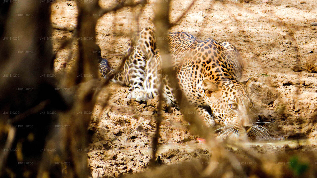 Safari im Yala-Nationalpark ab dem Hafen Hambantota