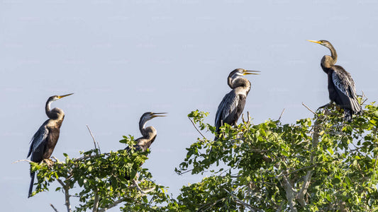 Bundala Nationalpark-Safari ab Hafen von Hambantota