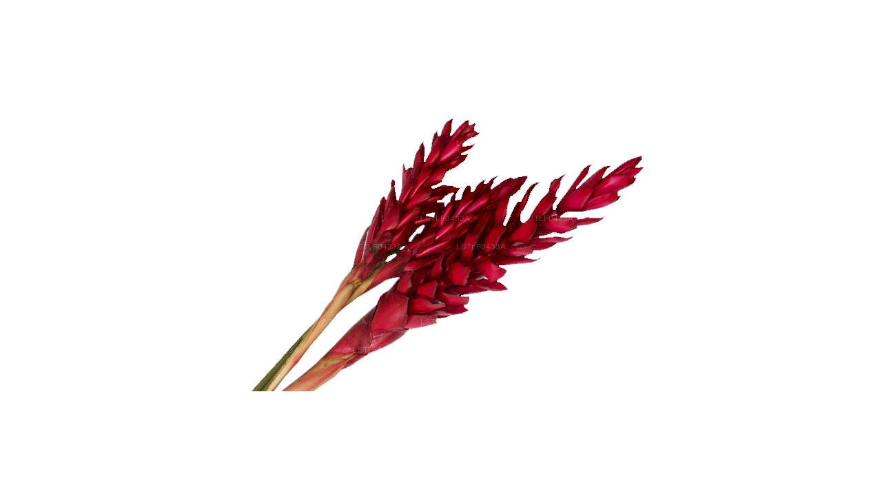 Lakpura Alpinia Purpurata (10 Blumen)