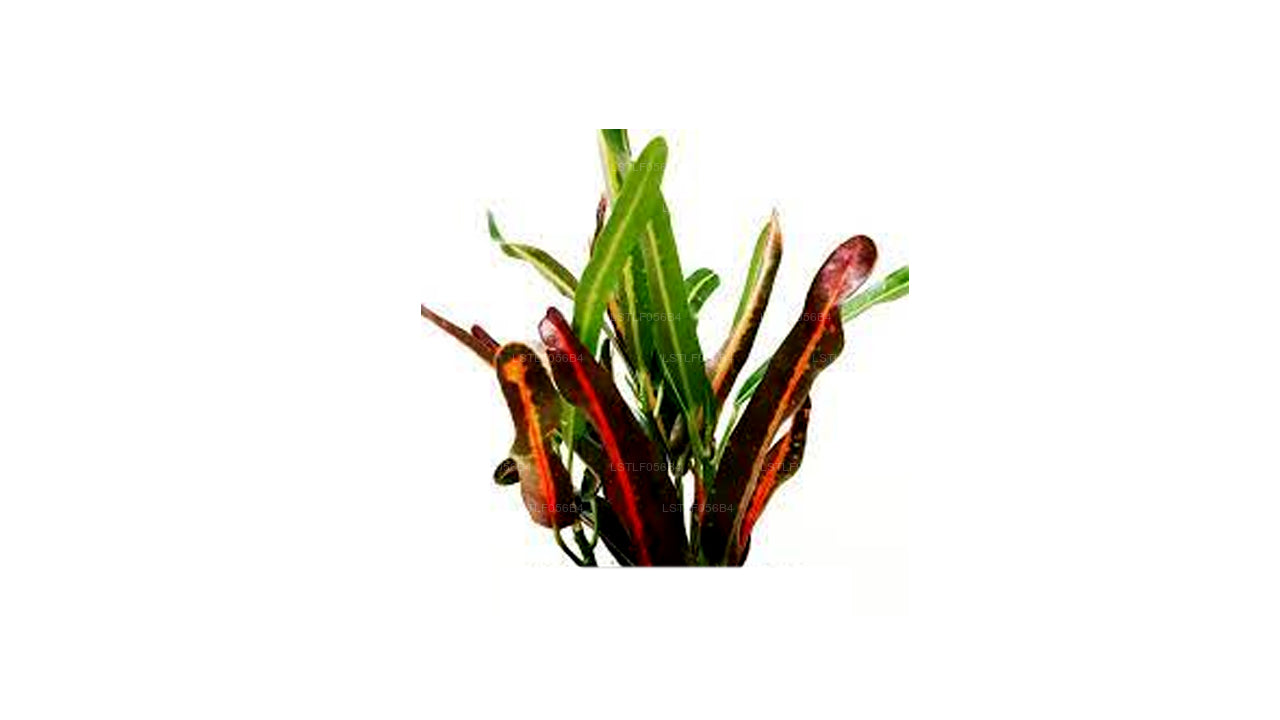 Lakpura Lauren's Rainbow Croton (50 Blätter)