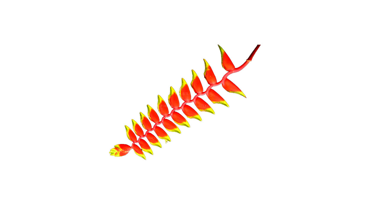 Lakpura Heliconia Rostrata hängend (05 Blumen)