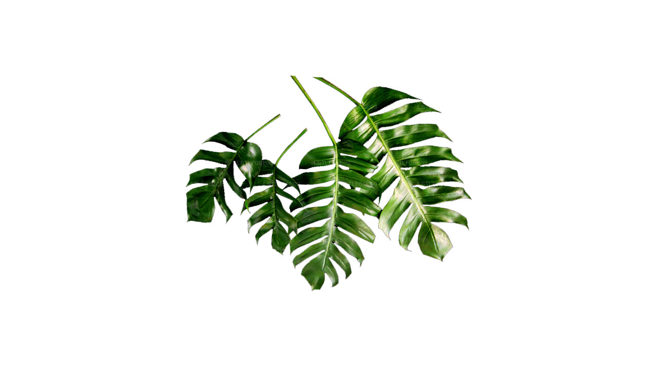 Lakpura Monstera (20 Blätter) Mittel