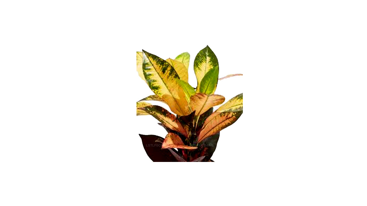 Lakpura Yellow Iceton Croton (50 Blätter)