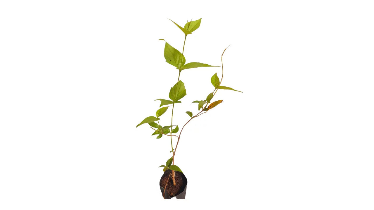 Lakpura Nachtblühende Jasminpflanze (Sepalika)