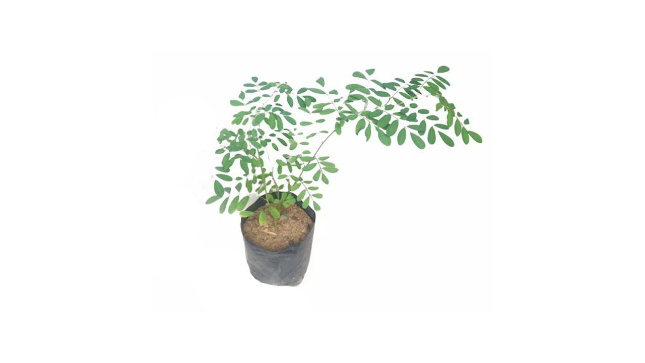 Lakpura Nil Awariya Schichtpflanze