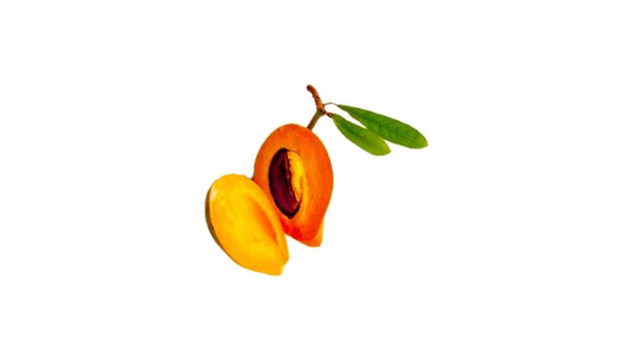 Lakpura Sapote (Lavalu) veredelte Pflanze