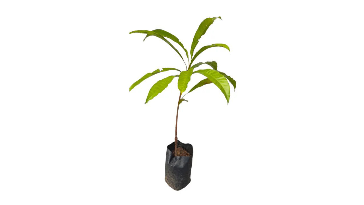 Lakpura Sapote (Lavalu) veredelte Pflanze