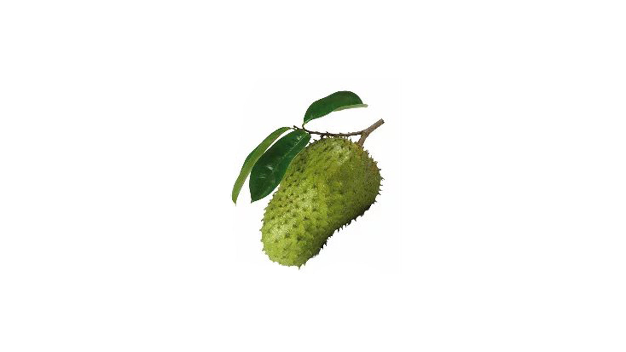 Lakpura Soursop (Katu Anodha) Schichtpflanze