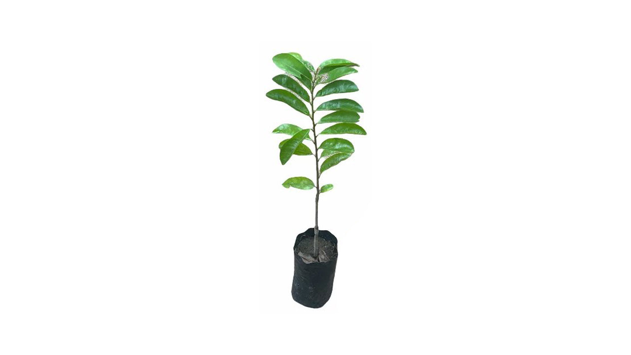 Lakpura Soursop (Katu Anodha) Schichtpflanze