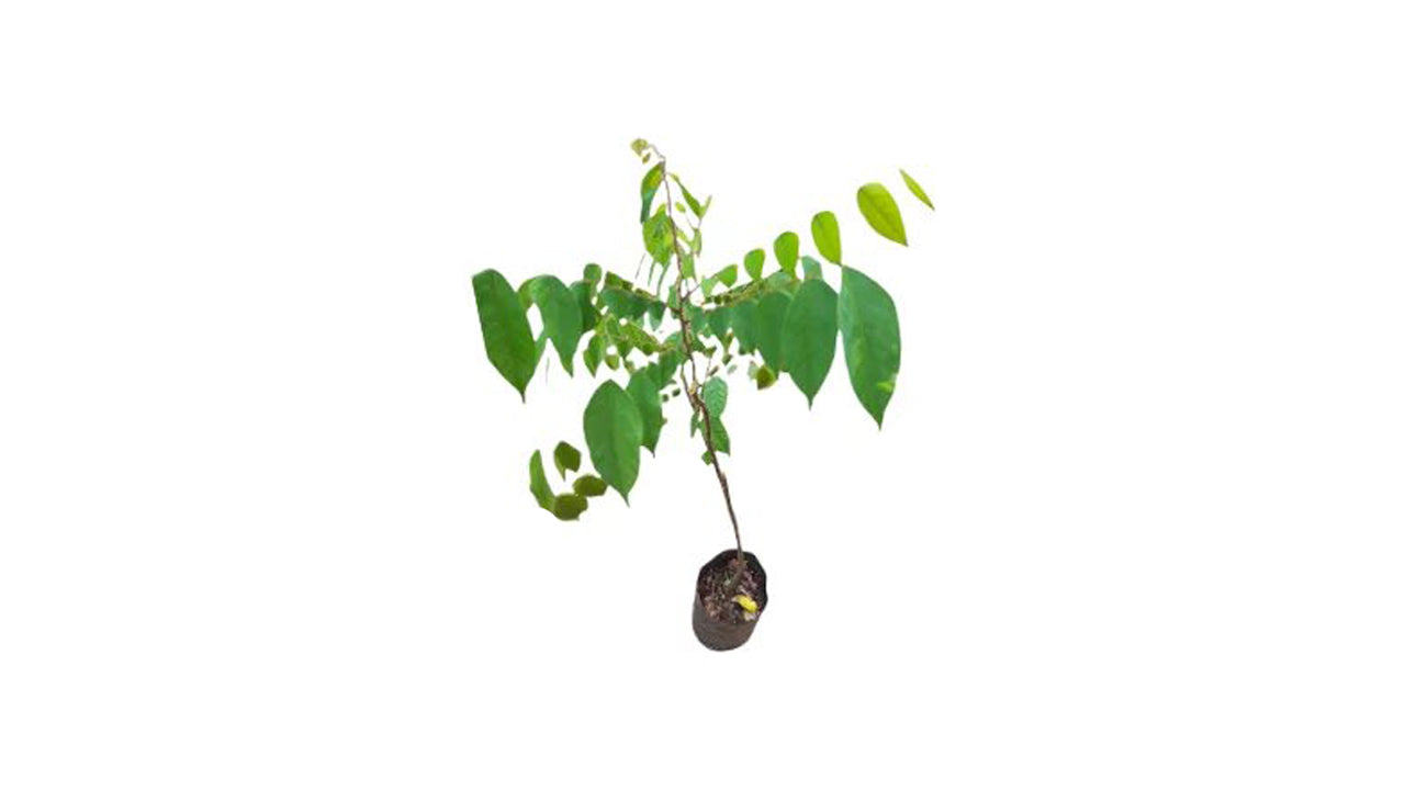 Lakpura-Sternfrucht (Pani Kamaranga) veredelte Pflanze