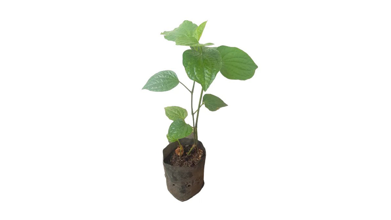 Lakpura Thippili Schichtpflanzen