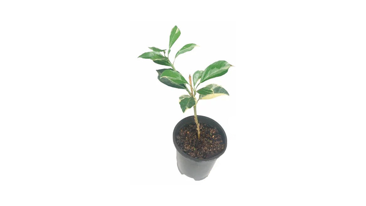 Lakpura bunte gelb-orange Pflanze