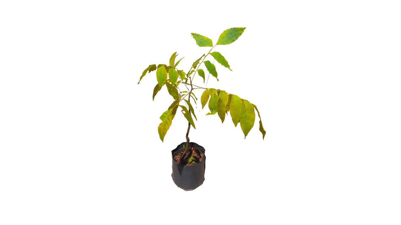 Lakpura Wedapana-Anlage