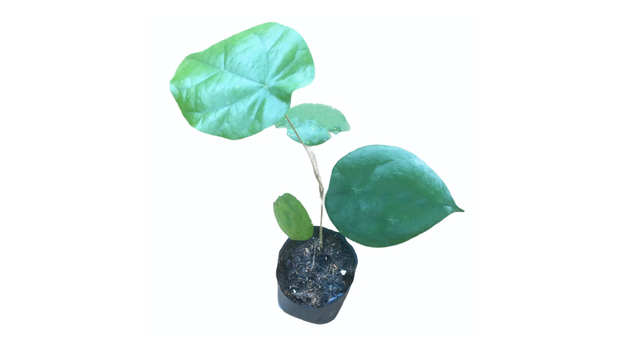 Lakpura Weni-Wel-Werk