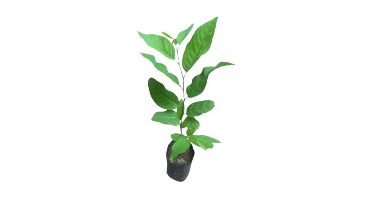 Lakpura Cherimoya-Pflanze