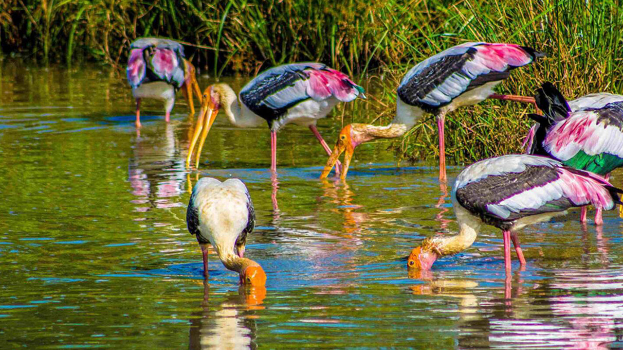 Birdwatching from Bundala National Park
