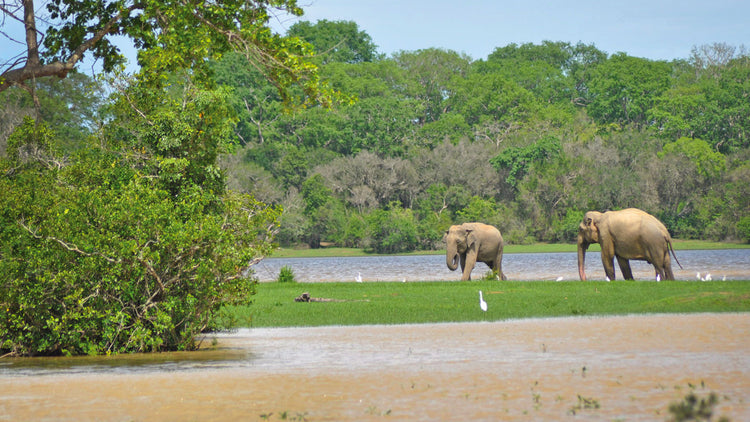 Lahugala Accommodations