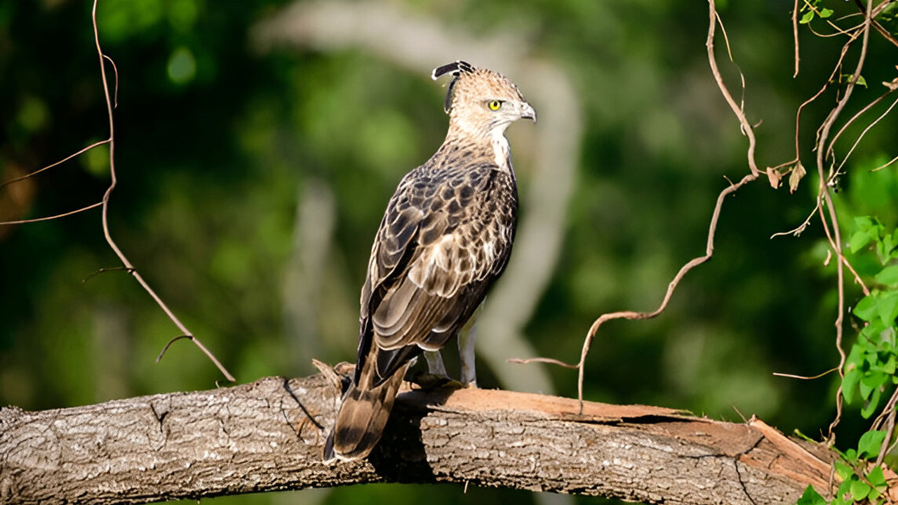 Birdwatching from Thalangama