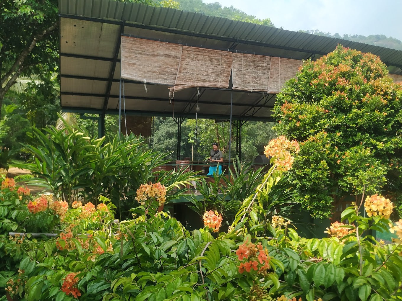 Paradiesischer Ökogarten, Kithulgala