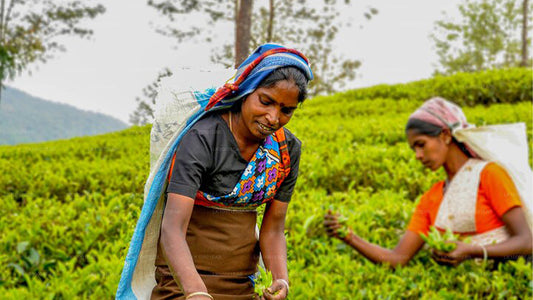 Ceylon-Tee-Tour (5 Tage)