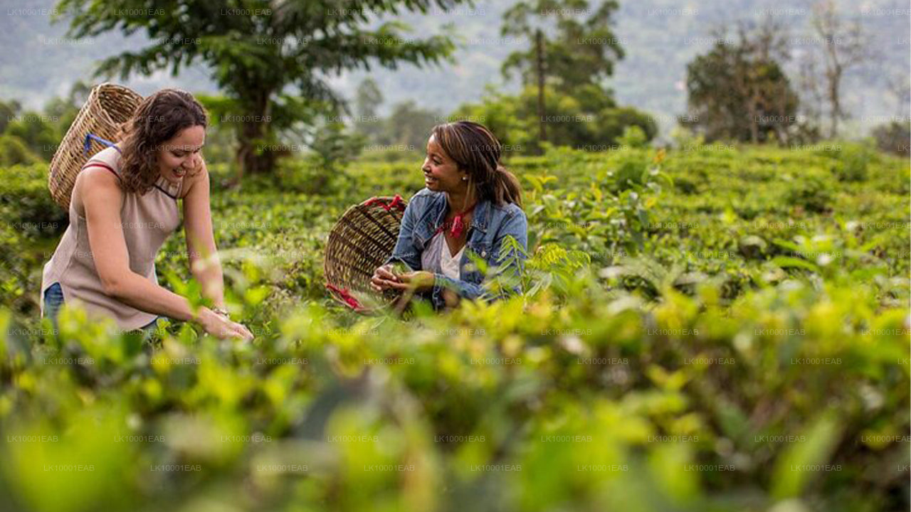 Ceylon-Tee-Tour (5 Tage)