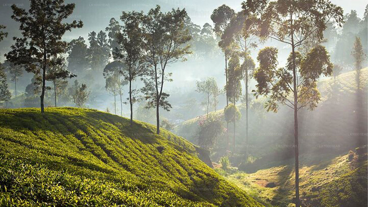 Ceylon-Tee-Tour (5 Tage)