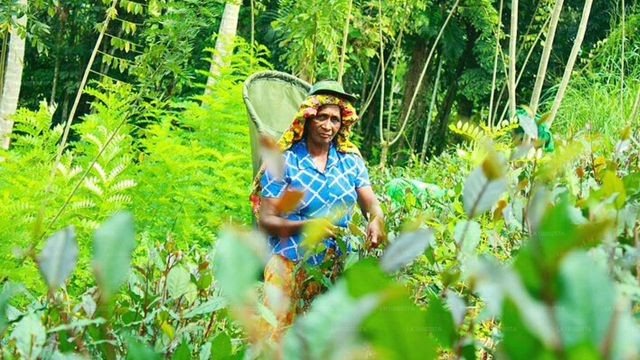Tee-Wanderung und Verkostungstour ab Matara