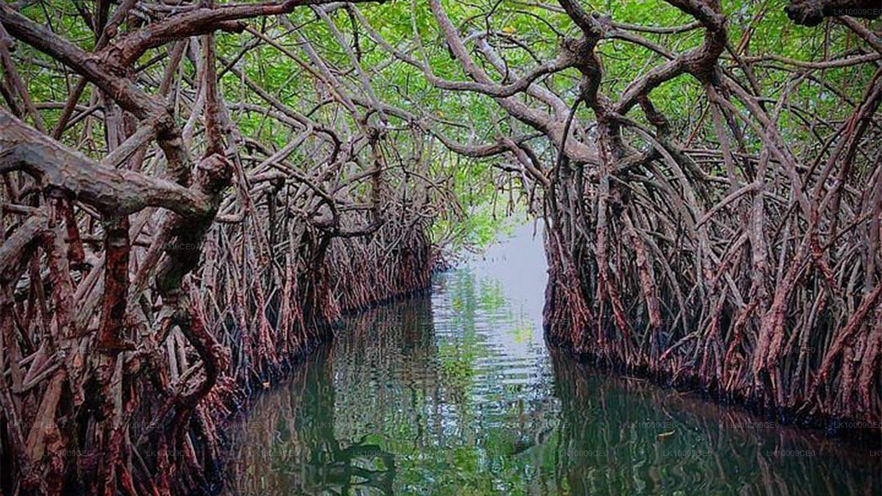 Lunuganga Estate, Schildkröten und Madu River von Galle City