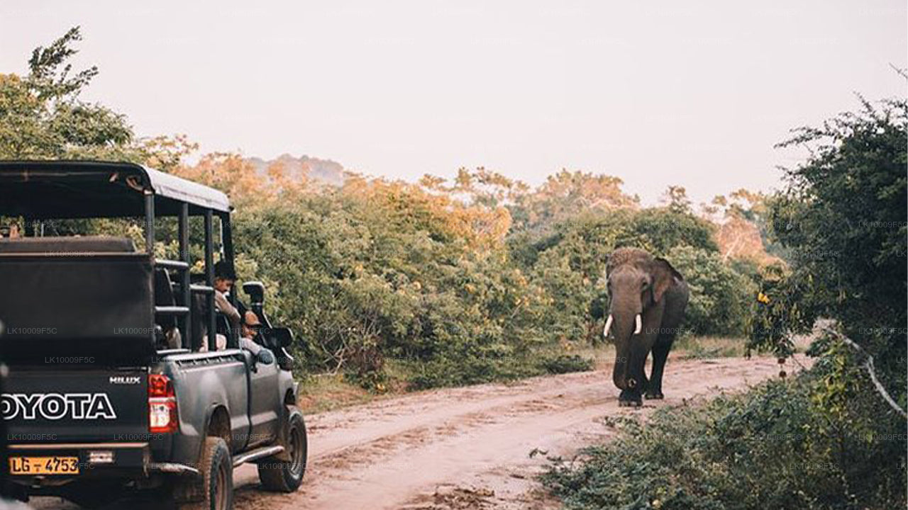 Wildtiertour mit Vögeln und Säugetieren (7 Tage)