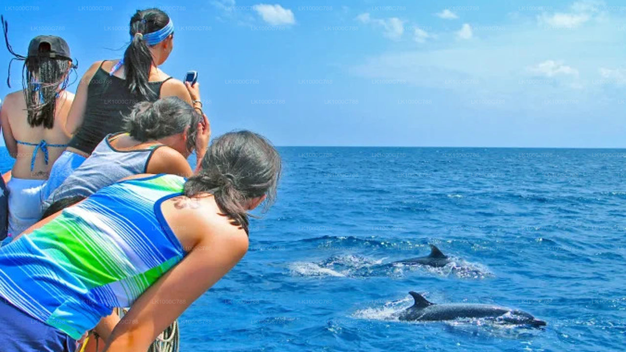 Kombitour mit Delfinbeobachtung, Schnorcheln und Angeln in Trincomalee