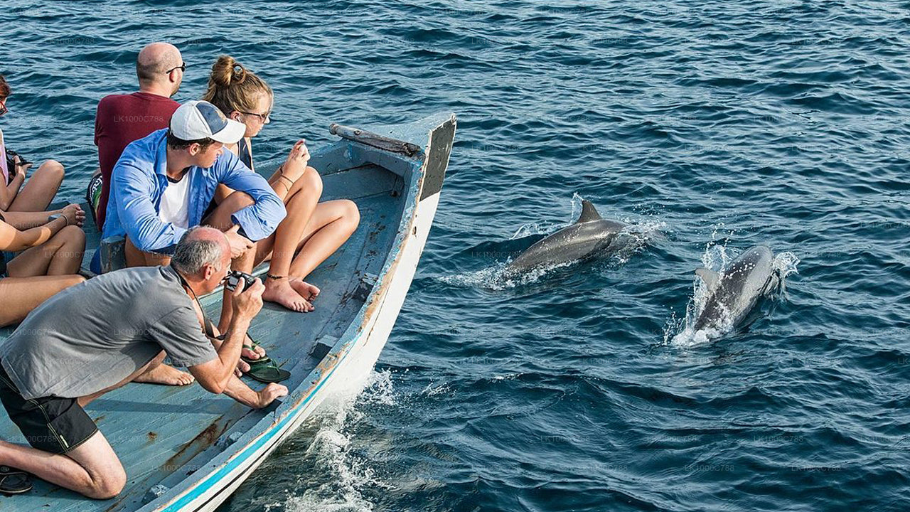 Kombitour mit Delfinbeobachtung, Schnorcheln und Angeln in Trincomalee
