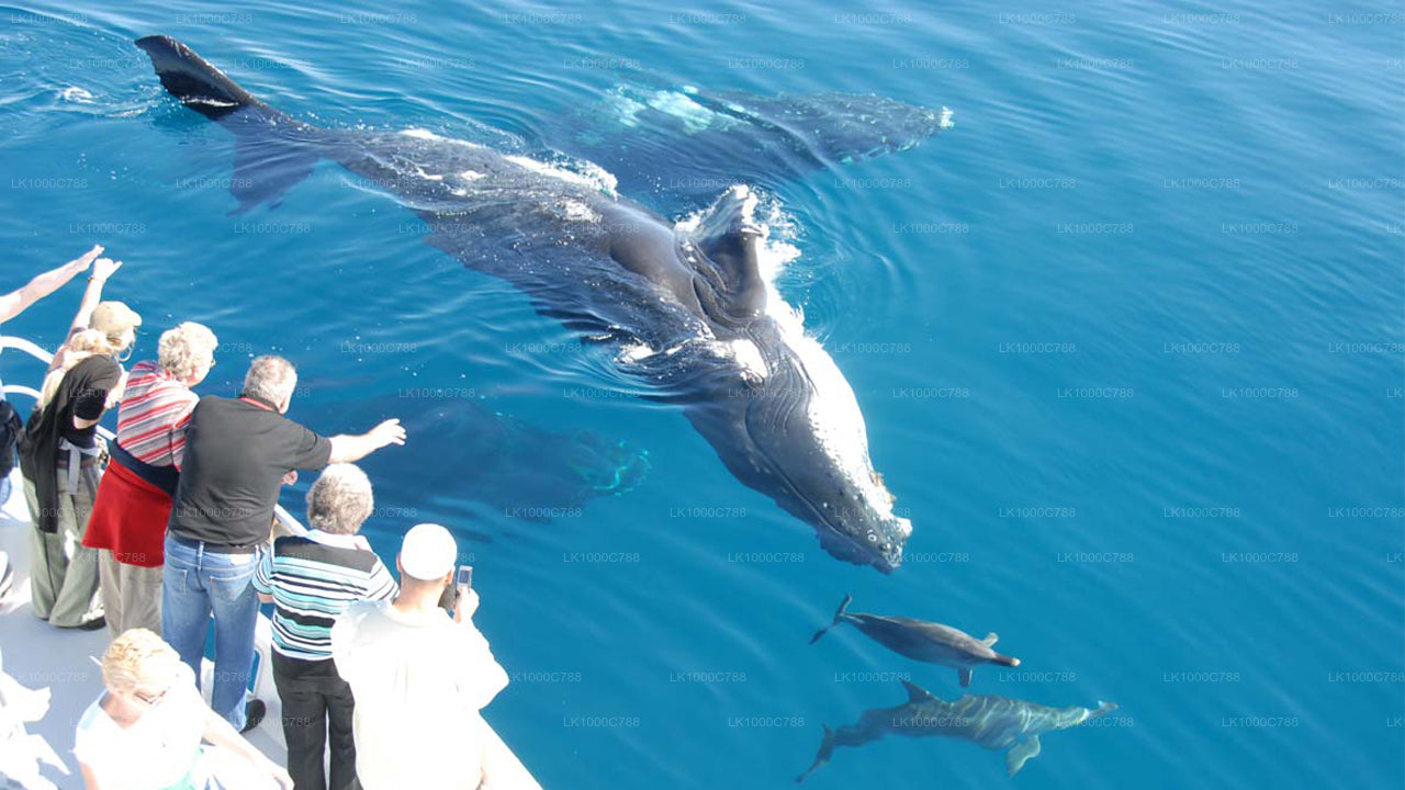 Kombitour mit Delfinbeobachtung, Schnorcheln und Angeln in Trincomalee