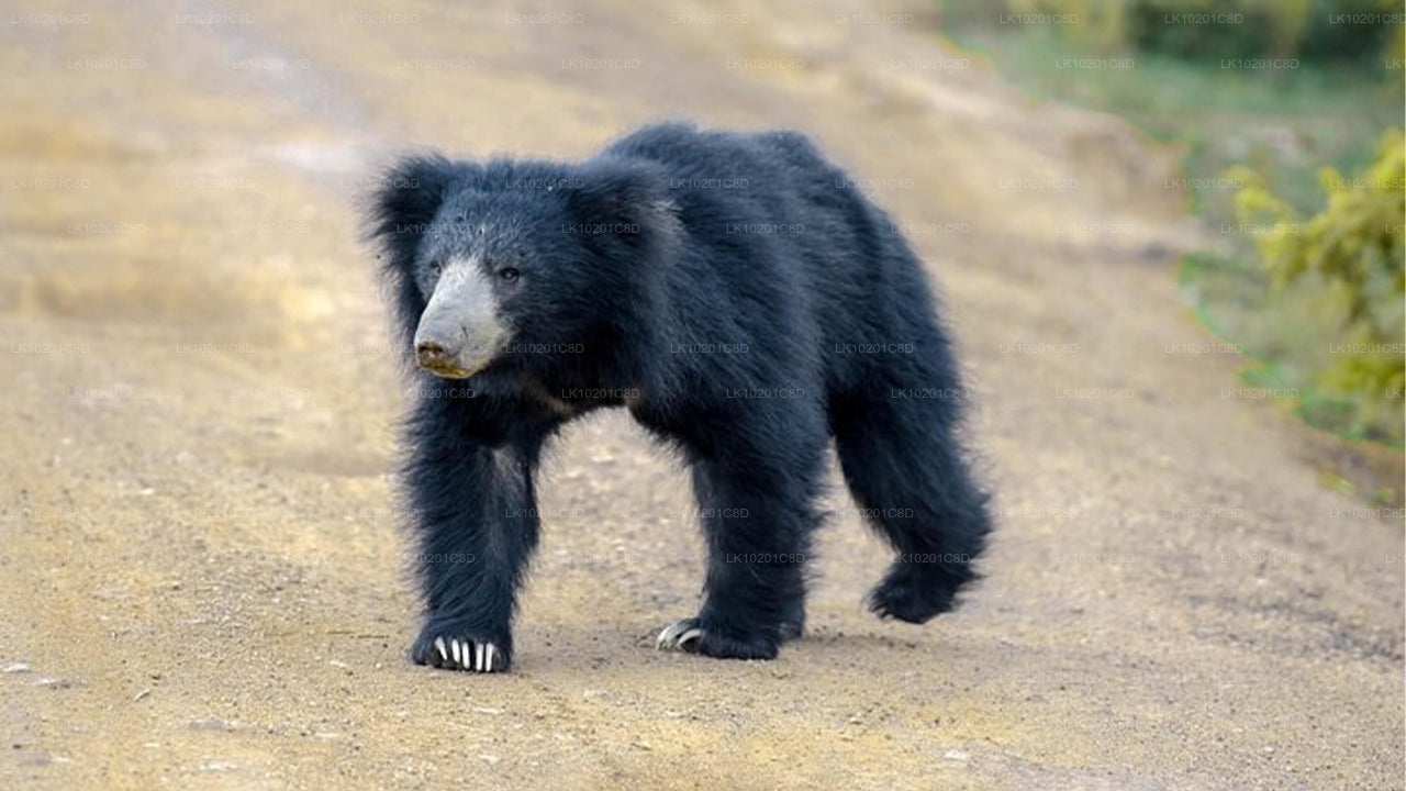 Wilpattu und Anuradhapura ab Colombo (2 Tage)
