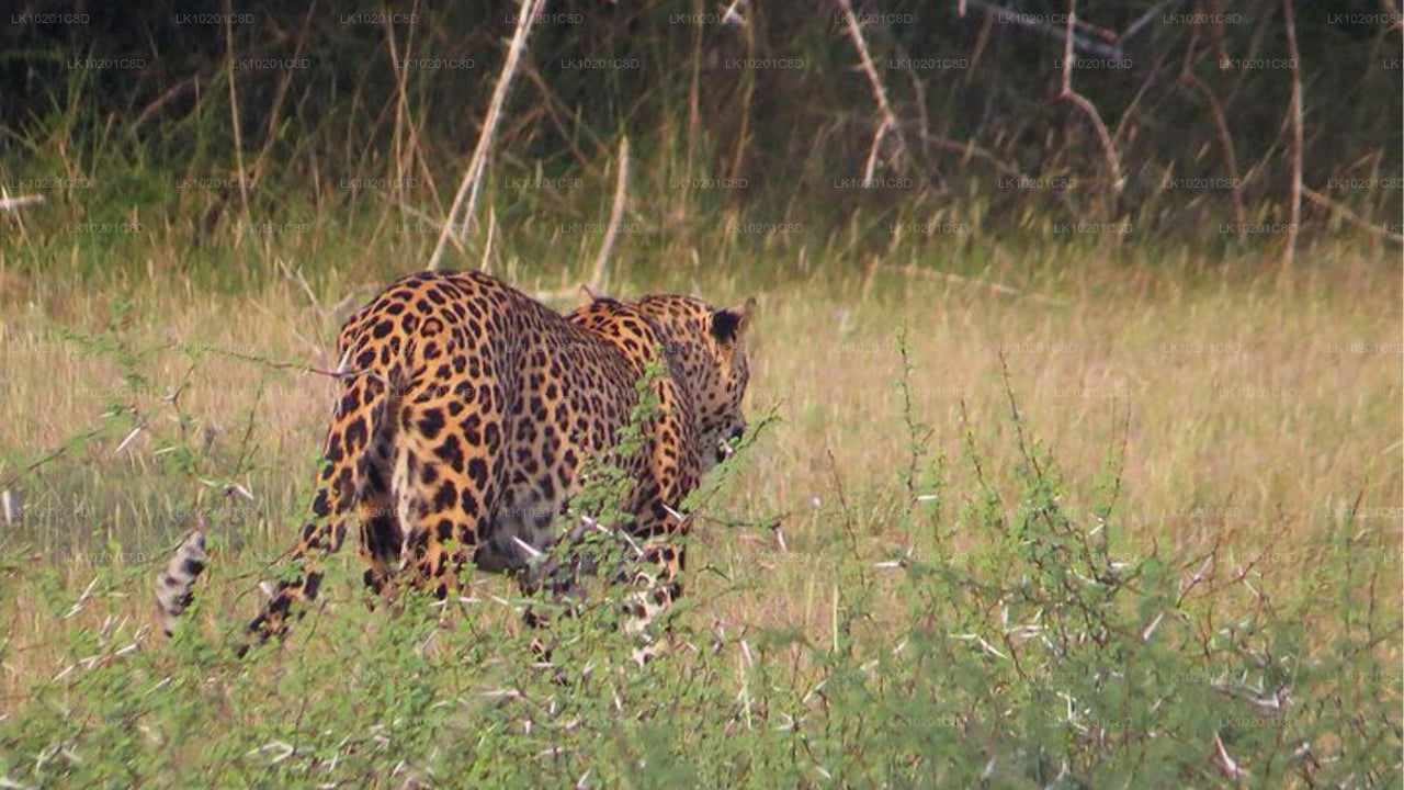 Wilpattu und Anuradhapura ab Colombo (2 Tage)