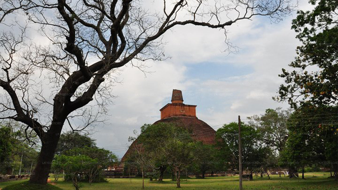 Wilpattu und Anuradhapura ab Colombo (2 Tage)