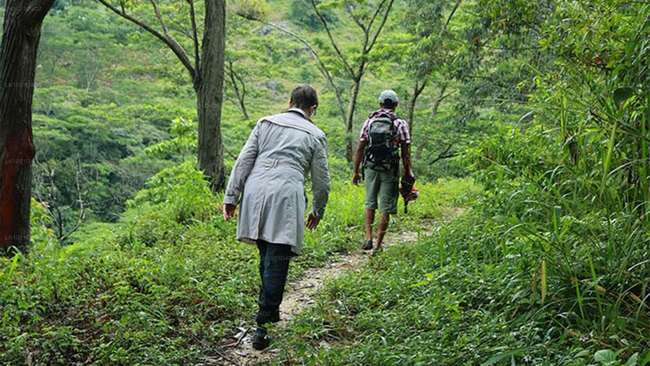 Regenwald-Entdeckungstour ab Bentota (2 Tage)